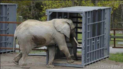 Toronto zoo elephants PAWS sanctuary