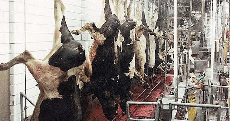 cattle slaughterhouse
