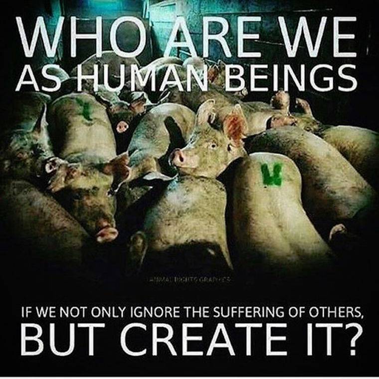 farmed pigs