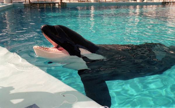 tilikum