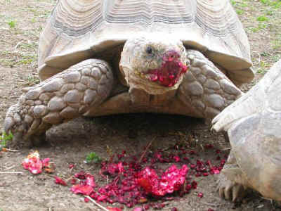 Tank tortoise