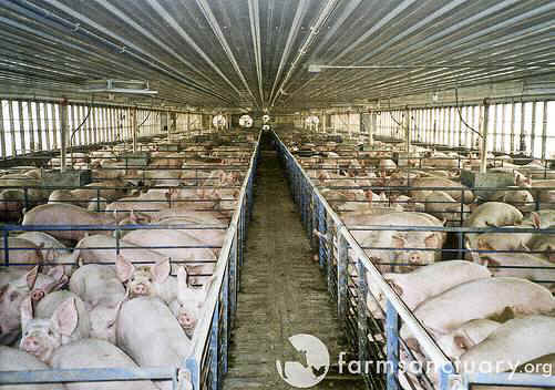 pig farm
