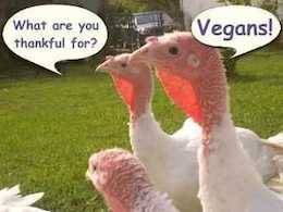 turkeys and vegans
