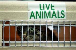 transporting lab animals