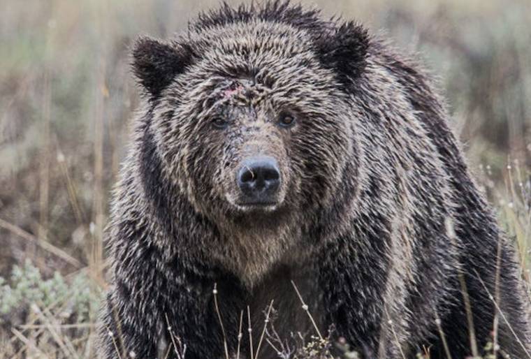 Grizzly Bear