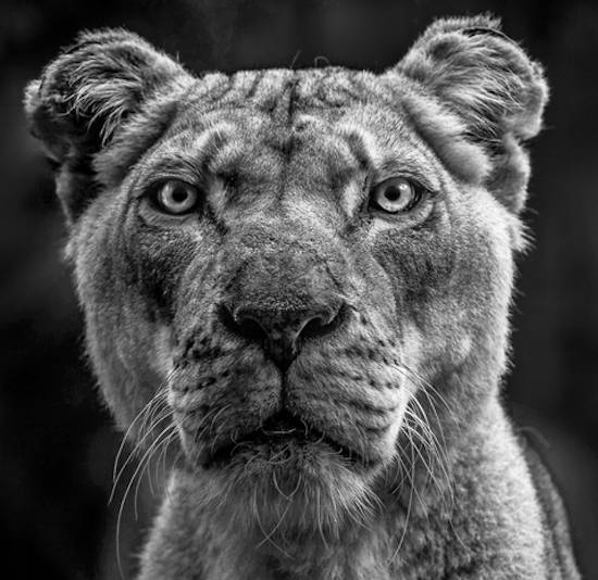 lion