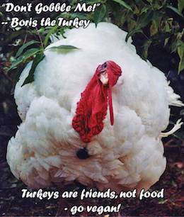 Boris turkey