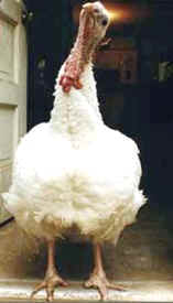 turkey