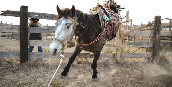 captured wild horse