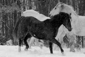 carriage horse right to be utilitarian