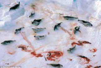 dead baby seals