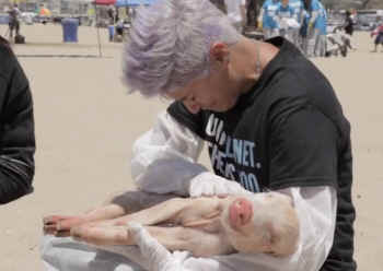 national animal rights day