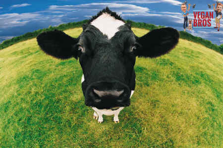 cute cow
