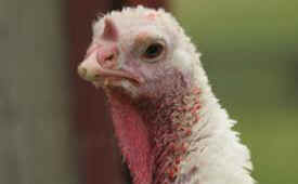 free-range turkey