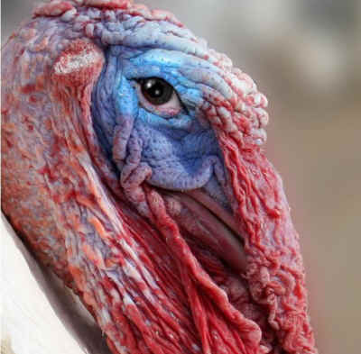 turkey Melvin