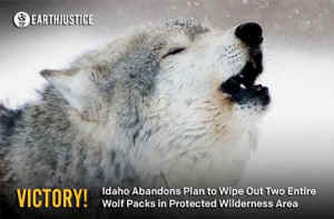 Idaho wolf slaughter