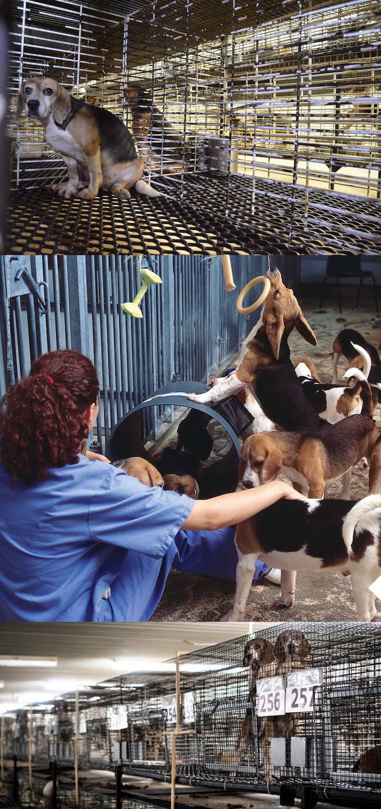 lab beagles