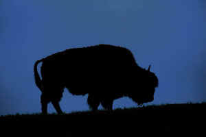 bison buffalo