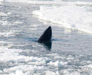 Sea Shepherd minke whale