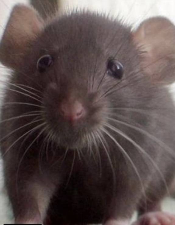 rat