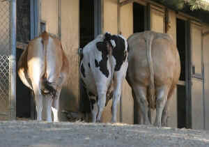 tail docking cow cattle bovine