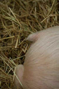 tail docking pig