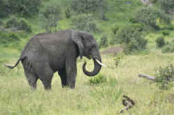 Animals Society wild animal circus