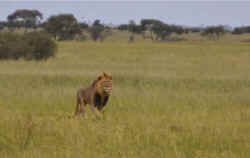 Animals Society wild animal circus