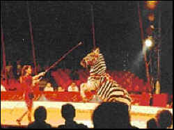 Animals Society wild animal circus