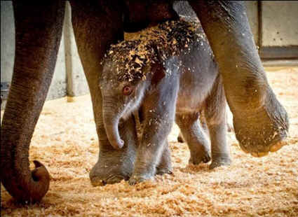 elephant zoo baby