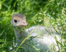 rescued baby turkey