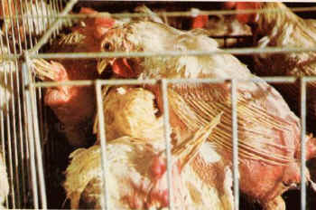 hens battery cages