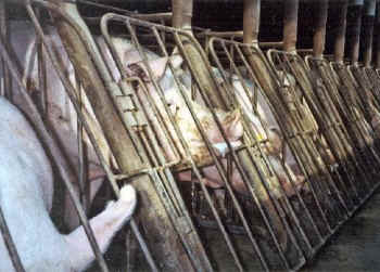 sows gestation crates