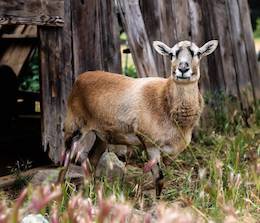 Sheep Carmen