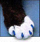 ar-whycats-2