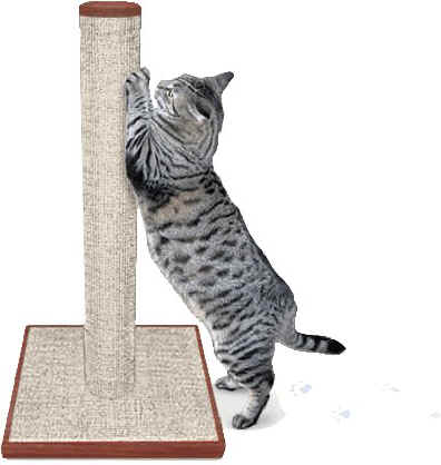 ar-whycats-3