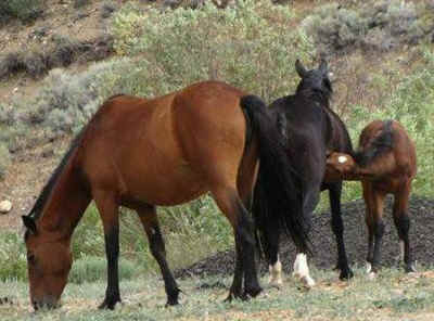 wild horses rescued