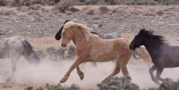 wild horses returned