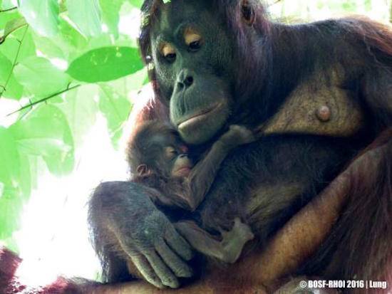 orangutans