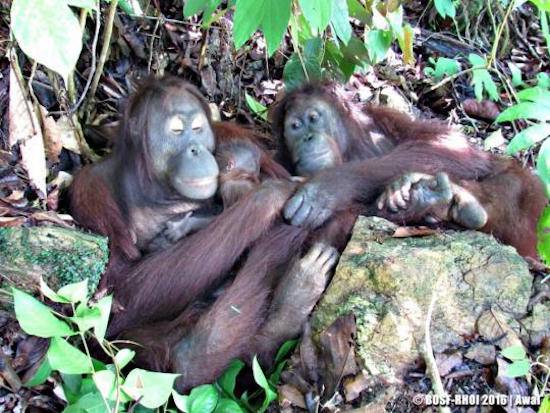orangutans