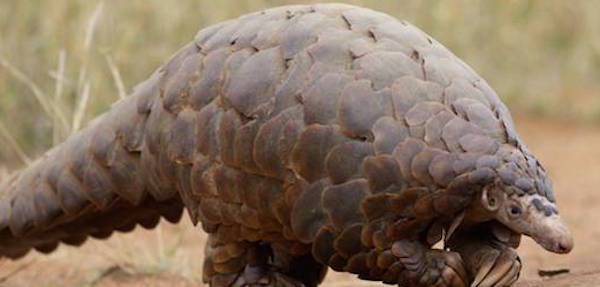 Pangolin