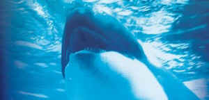 Willie Nelson Seaworld