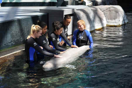 georgia aquarium beluga captivity Steven Wise