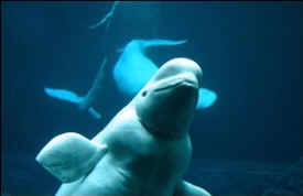 georgia aquarium beluga captivity Steven Wise