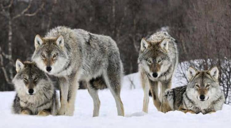 wolves