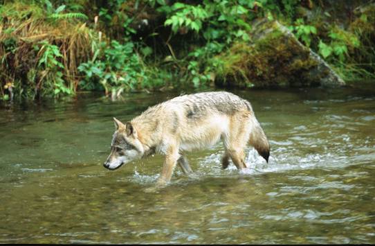 wolf