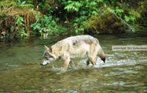 wolf wolves Jim Robertson
