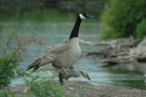 Farley Mowat wildlife hunting