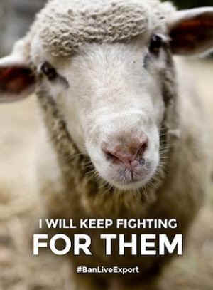 live export sheep