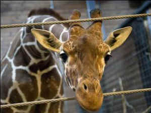Marius baby giraffe zoothanasia